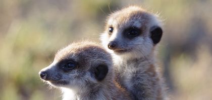 Tullie's meeting with meerkats