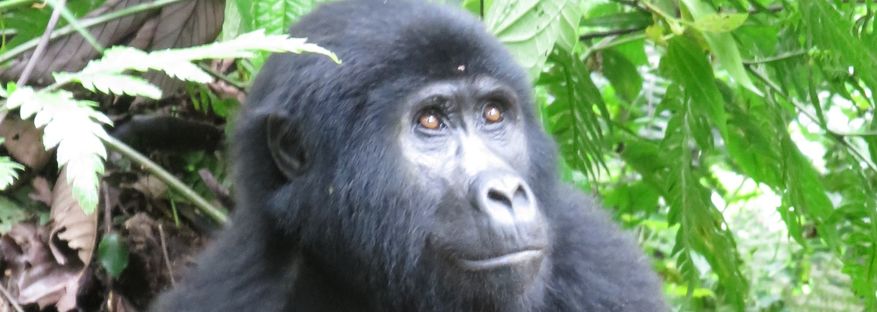 Gorilla & Chimpanzee Trekking In Uganda